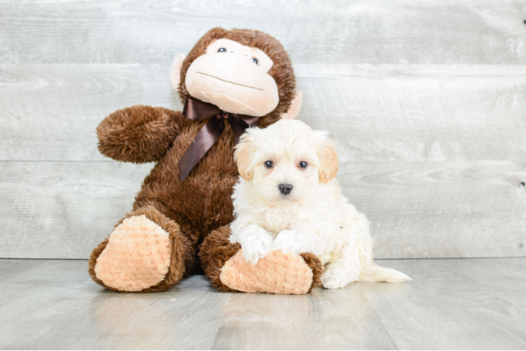 Playful Maltepoo Poodle Mix Puppy