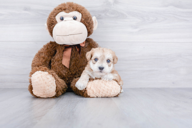 Little Yorkie Designer Puppy