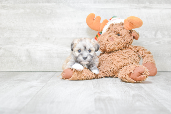 Fluffy Havanese Purebred Puppy