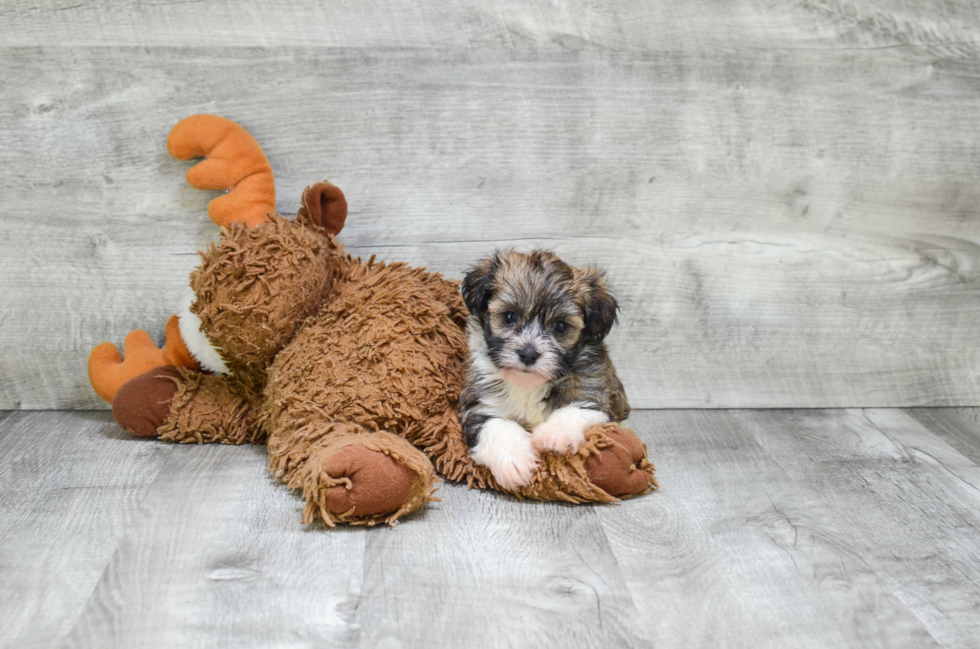 Best Havanese Baby