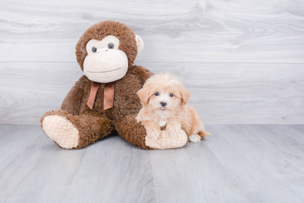 Hypoallergenic Maltepoo Poodle Mix Puppy