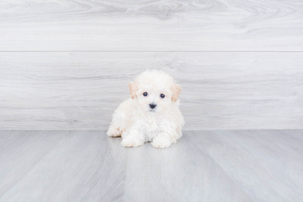 Maltipoo Puppy for Adoption