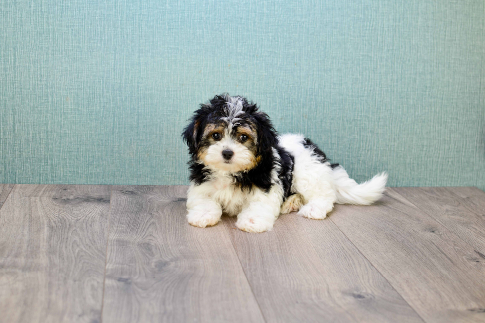 Energetic Yorkie Designer Puppy