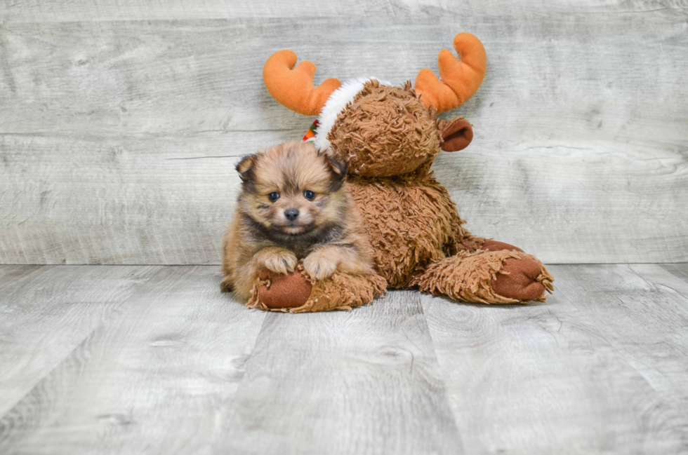 Adorable Pomeranian Purebred Puppy