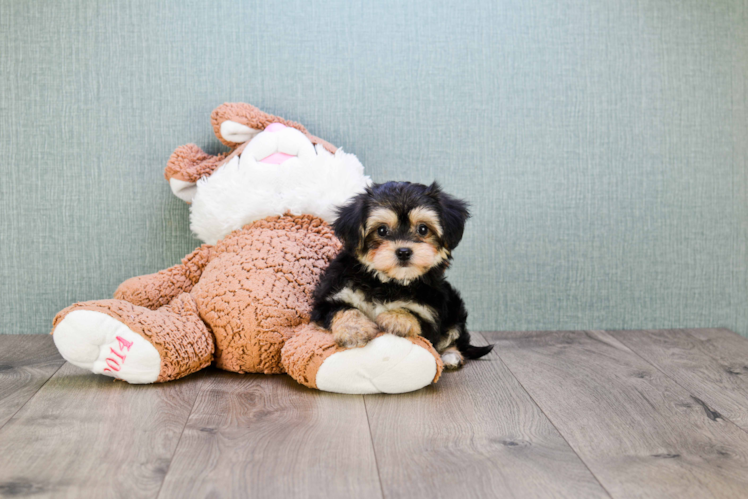 Popular Morkie Designer Pup