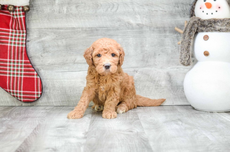 Mini Goldendoodle Pup Being Cute