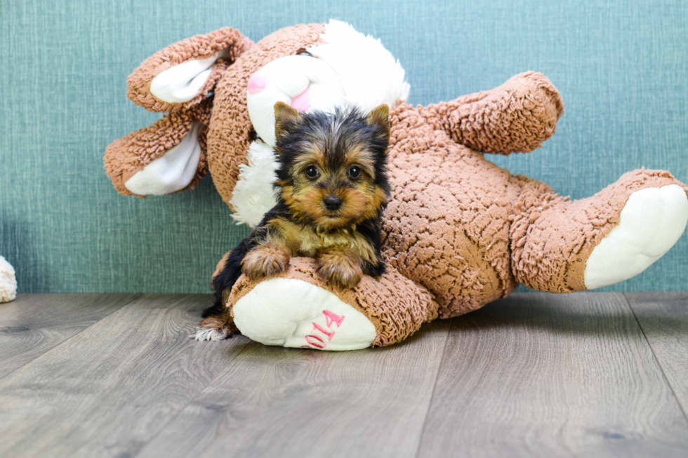 Meet Micro-Teacup-Victoria - our Yorkshire Terrier Puppy Photo 