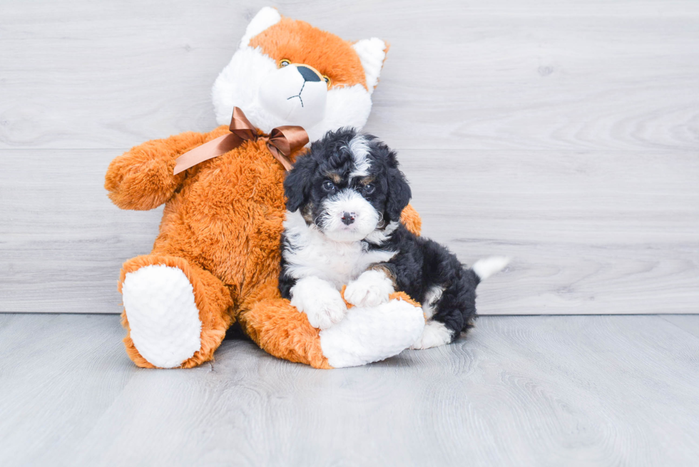 Energetic Bernadoodle Poodle Mix Puppy