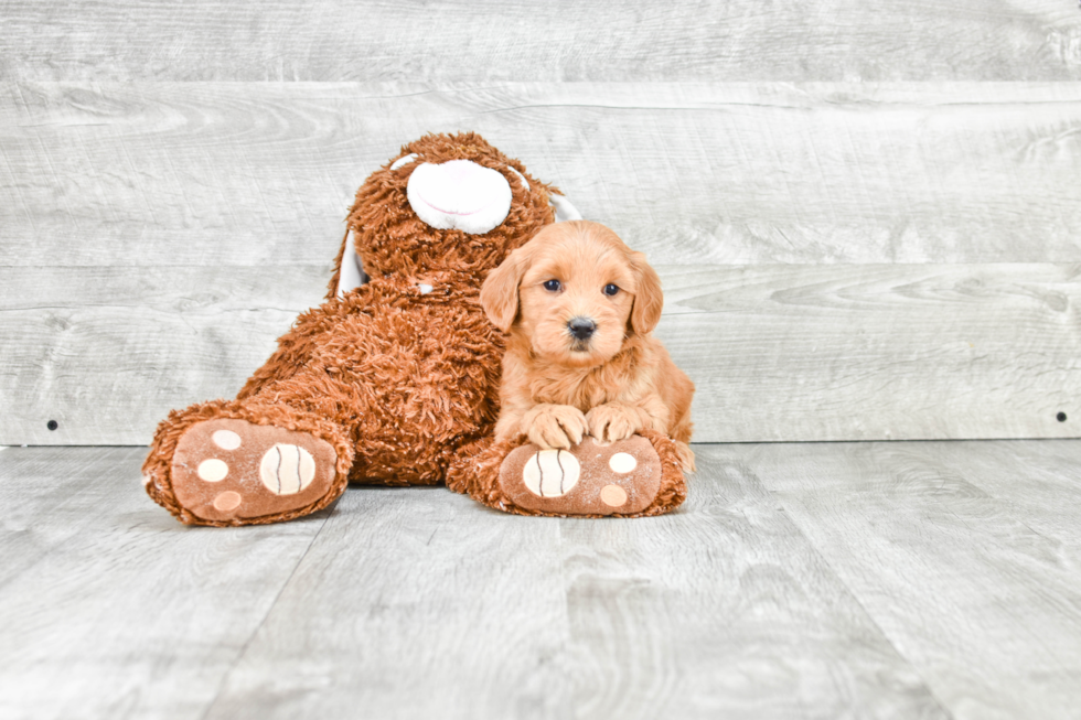 Hypoallergenic Golden Retriever Poodle Mix Puppy