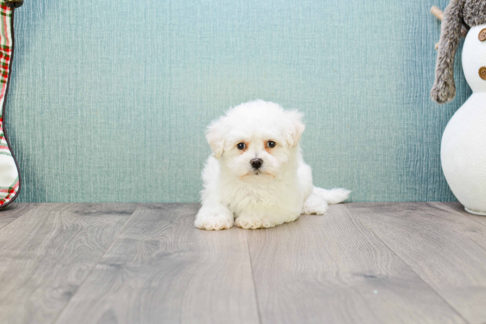 Petite Bichon Frise Purebred Puppy