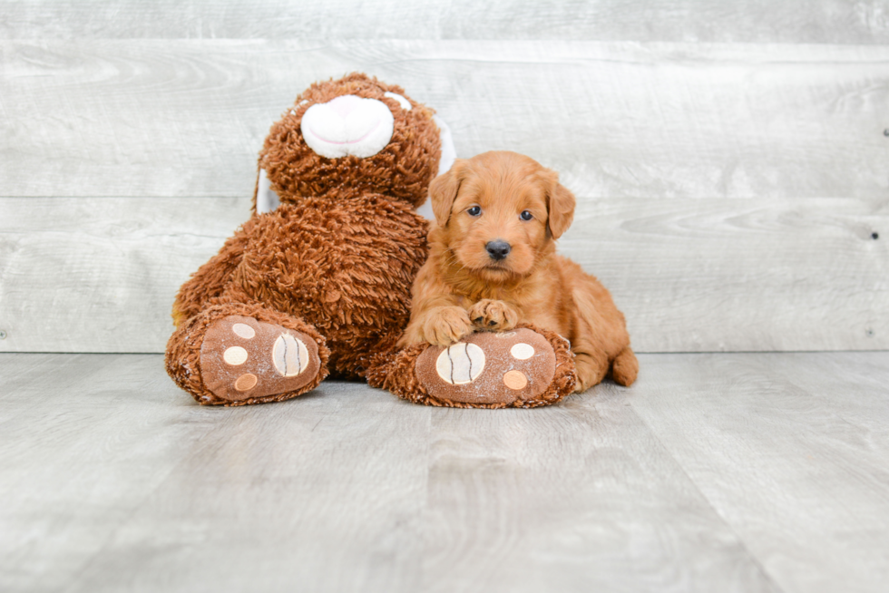 Small Mini Goldendoodle Baby