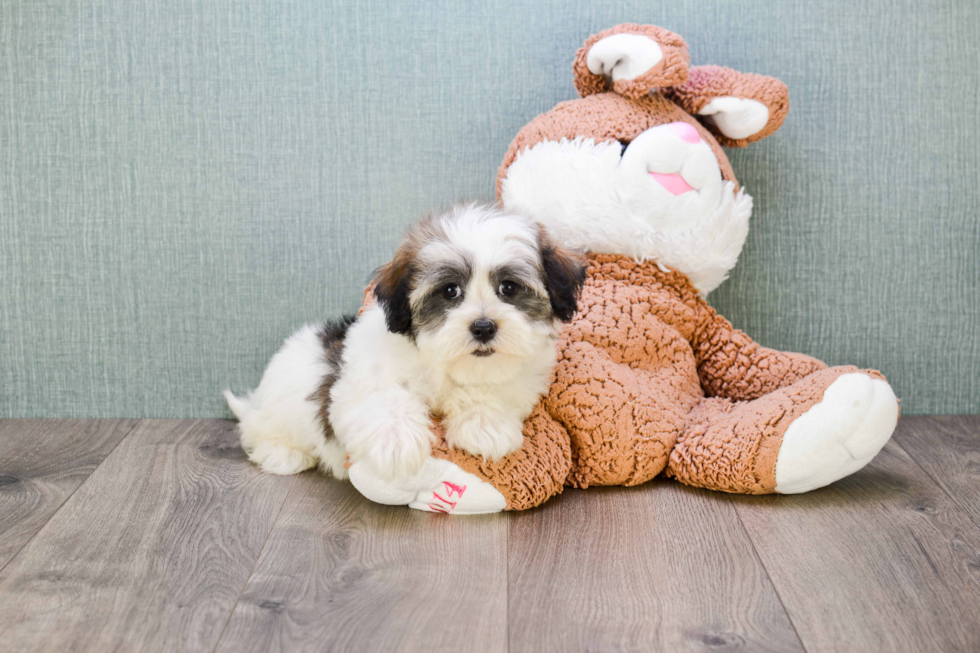 Havanese Pup Being Cute