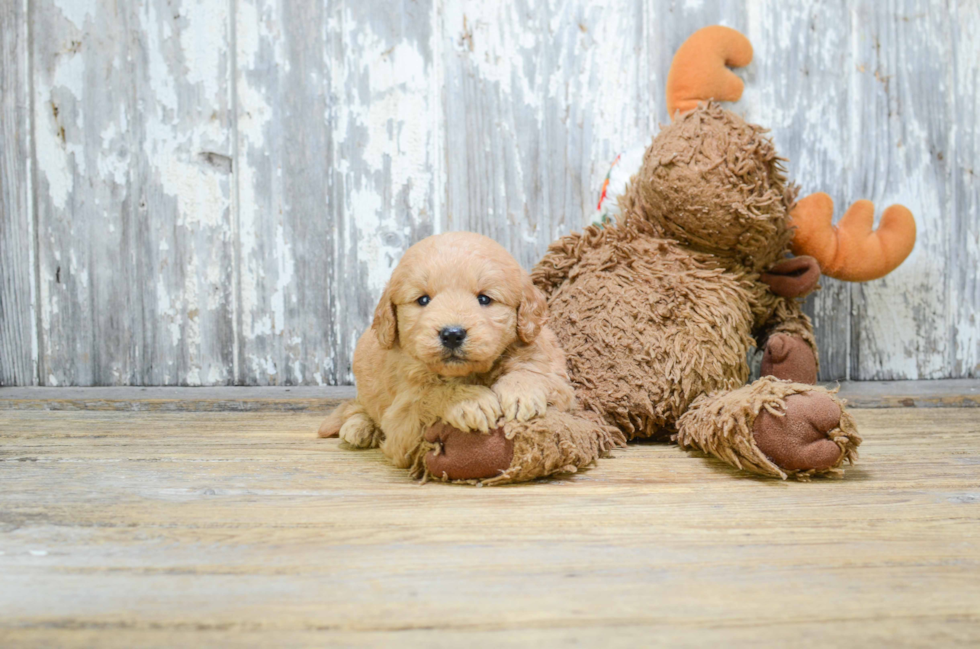 Funny Mini Goldendoodle Poodle Mix Pup