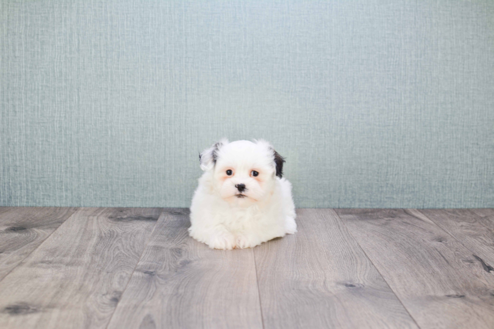 Smart Teddy Bear Designer Pup