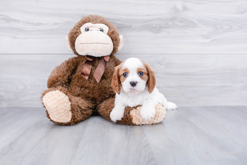 Cavalier King Charles Spaniel Puppy for Adoption