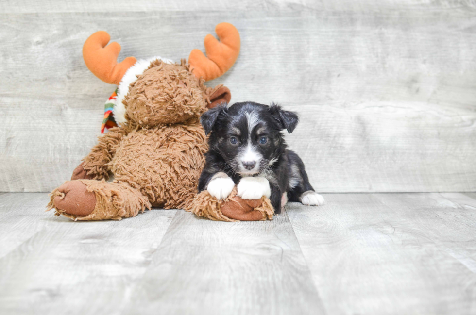 Energetic Aussiepoo Poodle Mix Puppy