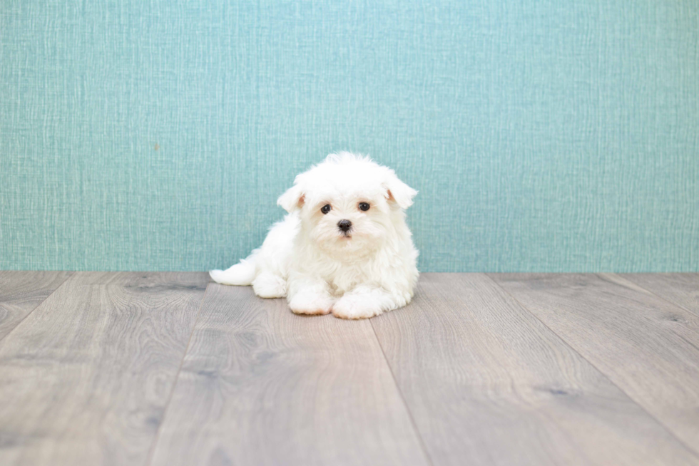 Akc Registered Maltese Baby