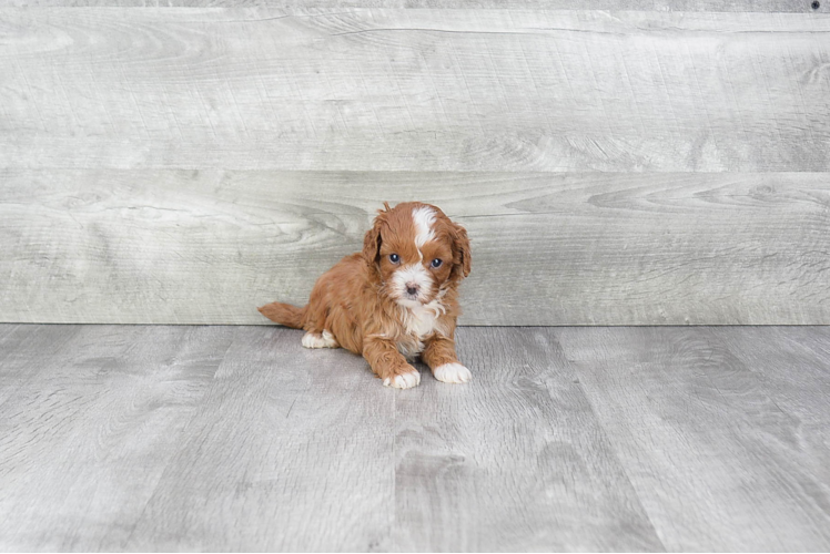 Playful Cavoodle Poodle Mix Puppy