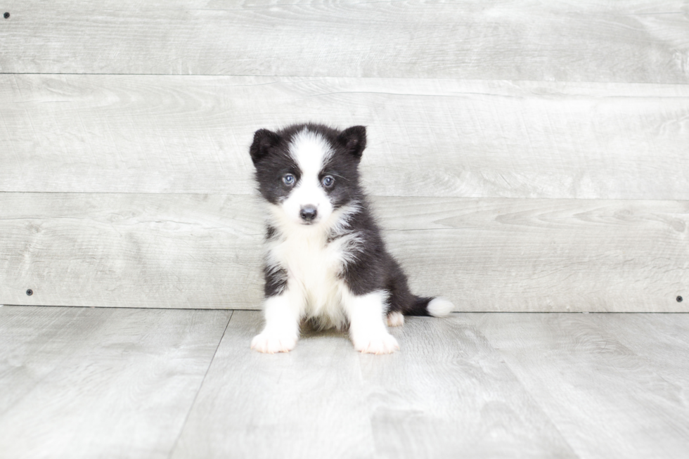 Pomsky Pup Being Cute