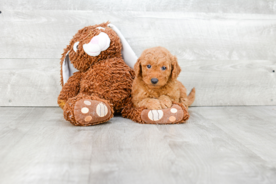 Mini Goldendoodle Puppy for Adoption