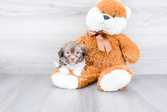 Akc Registered Havanese Purebred Pup