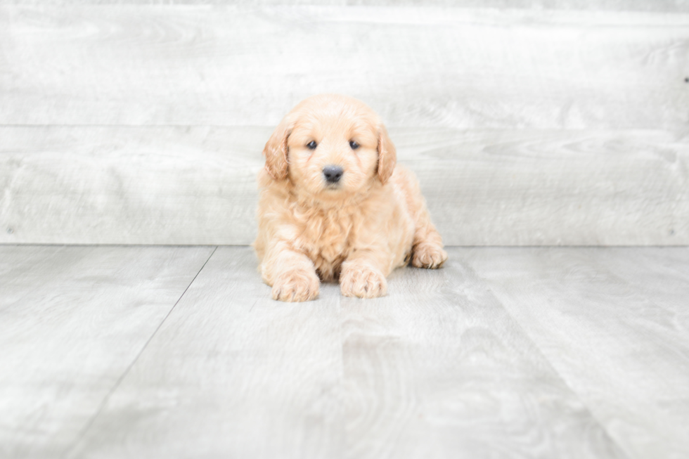 Best Mini Goldendoodle Baby