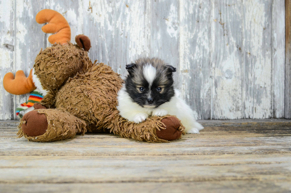 Funny Pomeranian Purebred Pup