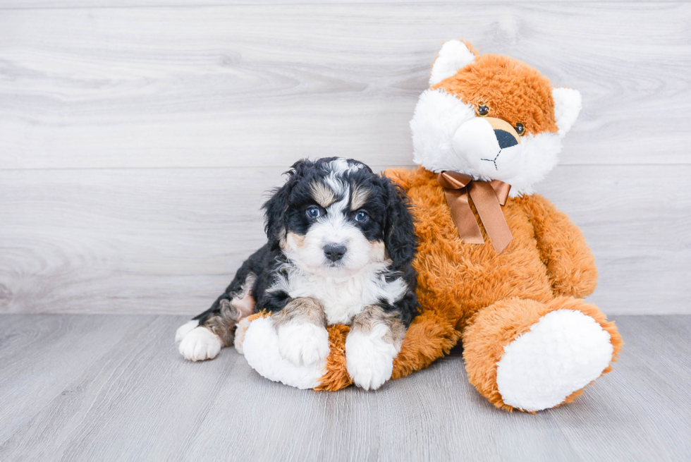 Best Mini Bernedoodle Baby