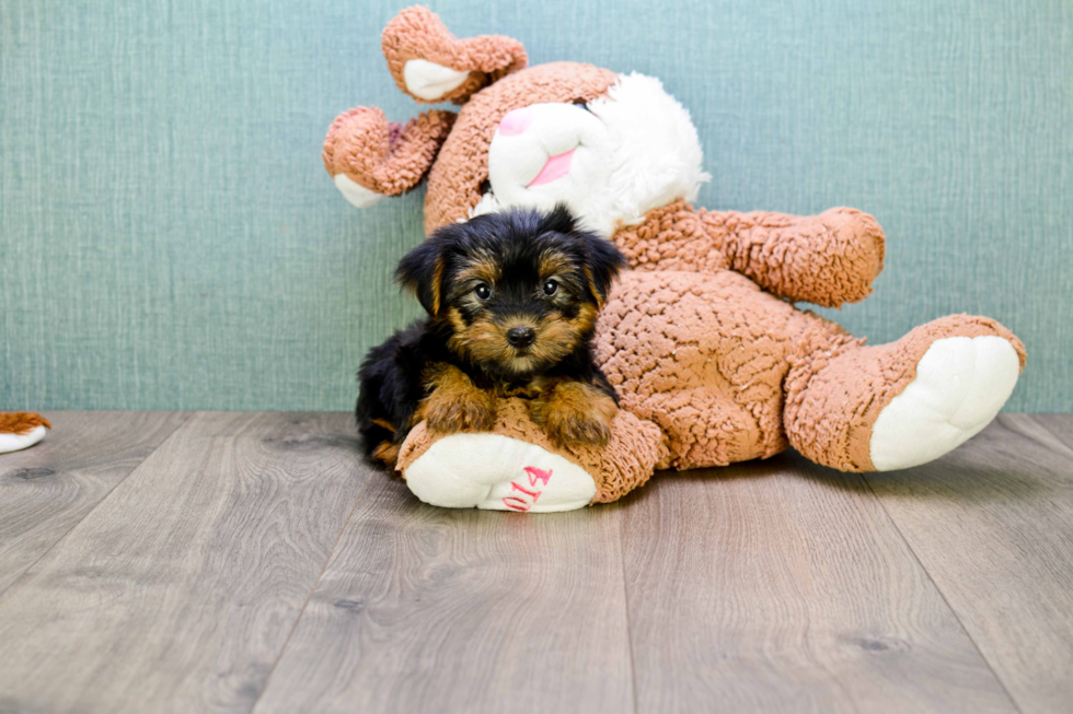 Meet Bella - our Yorkshire Terrier Puppy Photo 