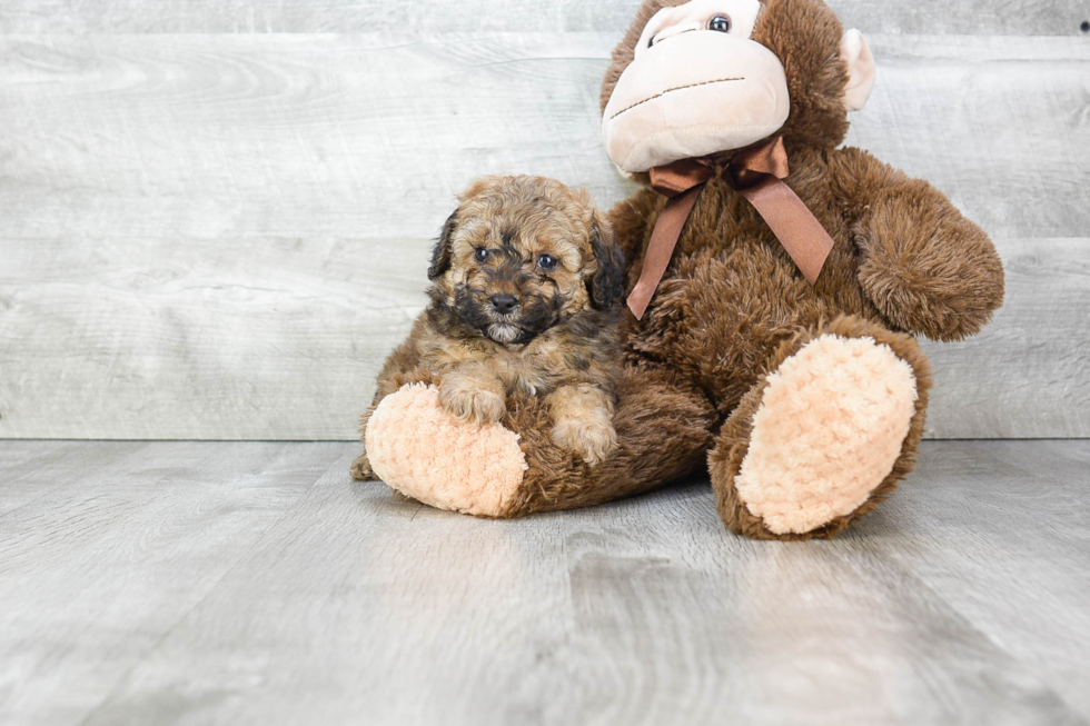 Funny Maltipoo Poodle Mix Pup