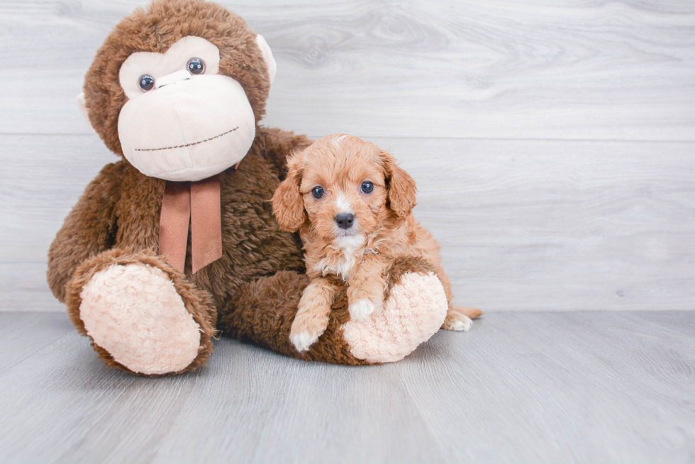 Cavapoo Puppy for Adoption