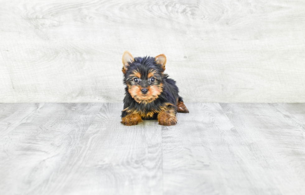 Meet Rebecca - our Yorkshire Terrier Puppy Photo 