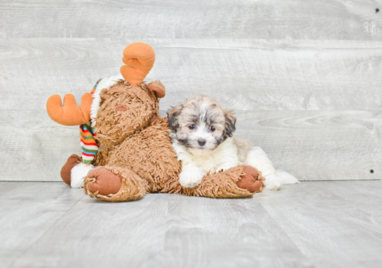 Akc Registered Havanese Baby