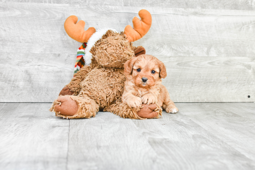 Fluffy Cavapoo Poodle Mix Pup