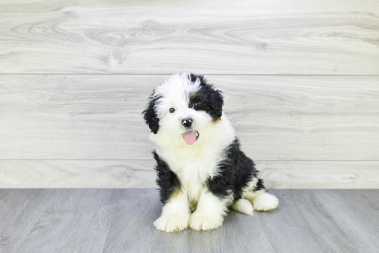 Playful Mini Berniedoodle Poodle Mix Puppy