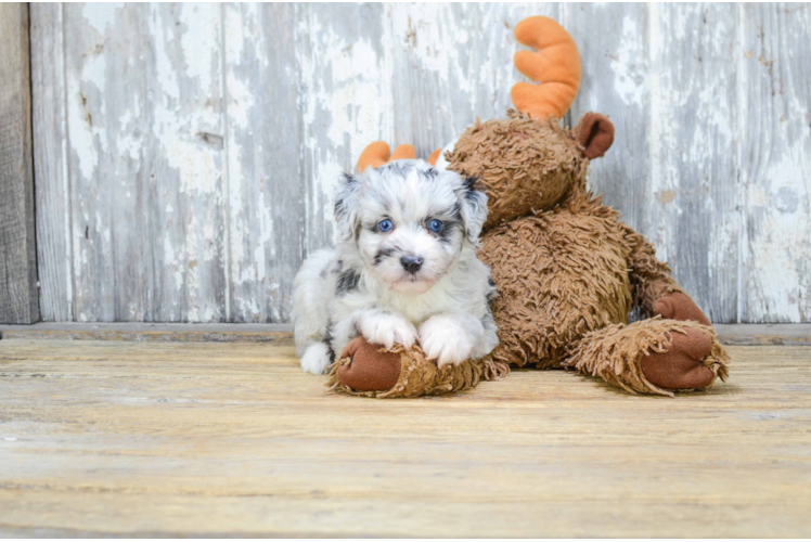 Funny Mini Aussiedoodle Poodle Mix Pup