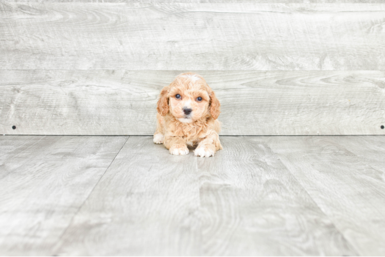 Mini Goldendoodle Puppy for Adoption