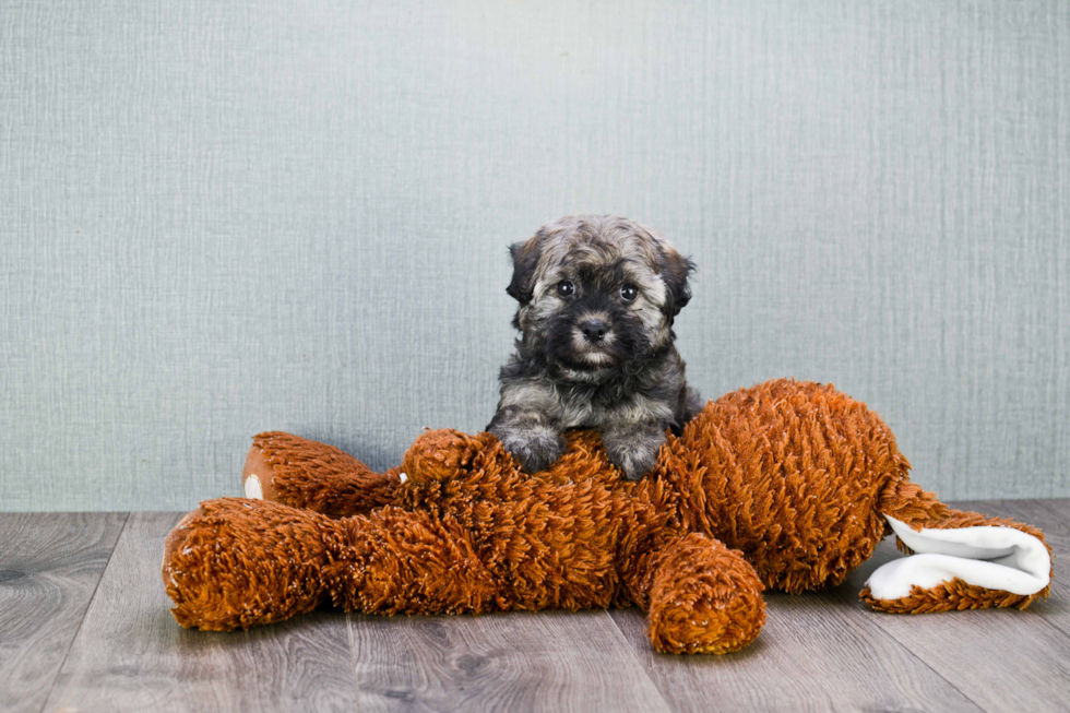 Friendly Havanese Baby