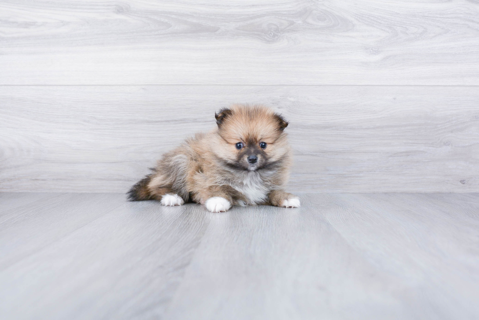 Akc Registered Pomeranian Baby