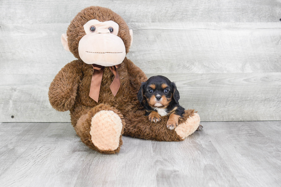 Playful Cavalier King Charles Spaniel Baby