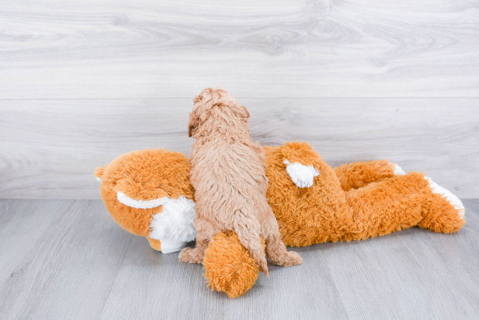 Cockapoo Pup Being Cute