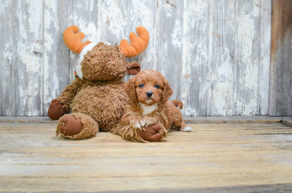 Cute Cavapoo Baby