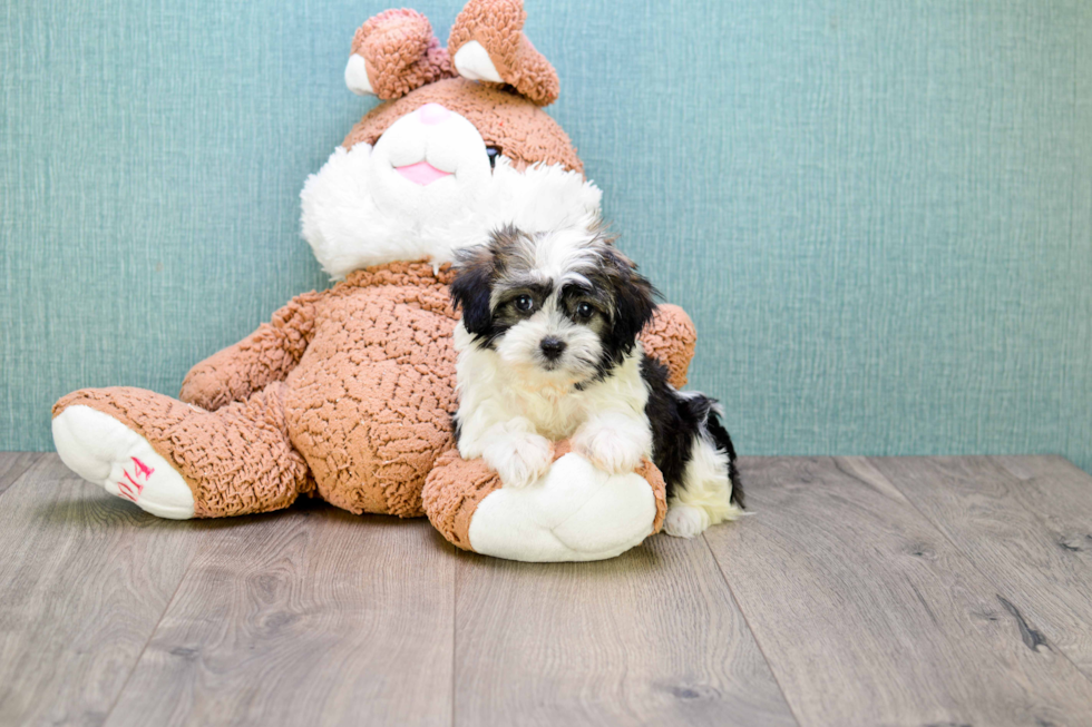 Havanese Pup Being Cute