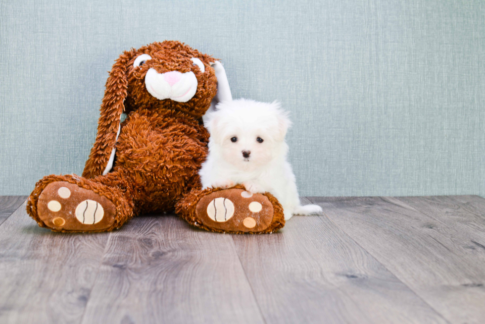 Maltese Pup Being Cute