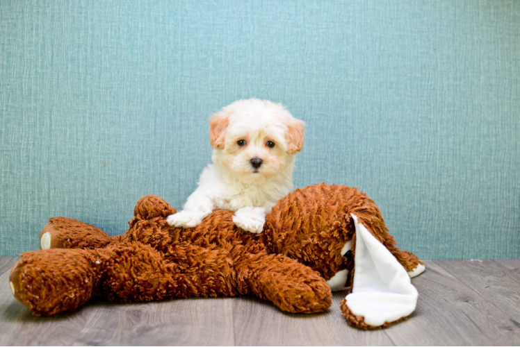 Funny Maltipoo Poodle Mix Pup