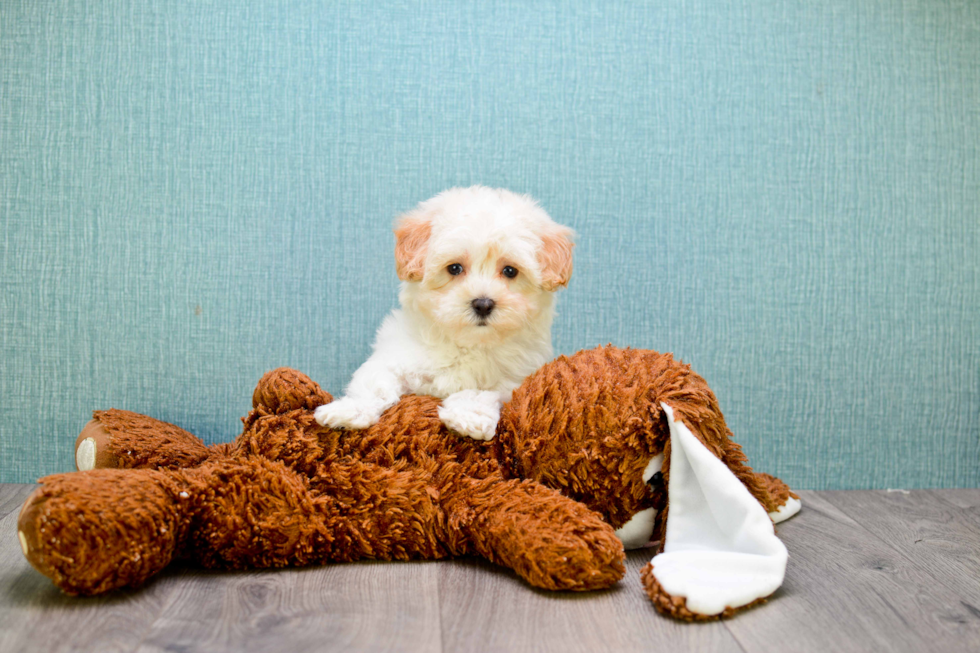 Funny Maltipoo Poodle Mix Pup