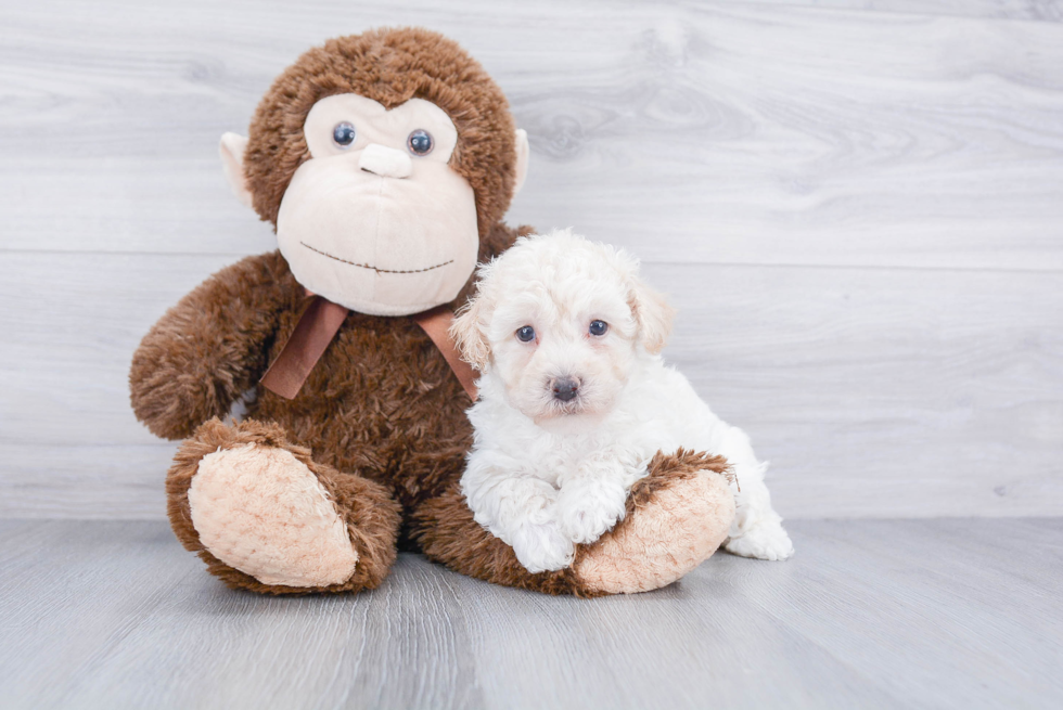 Popular Maltipoo Poodle Mix Pup