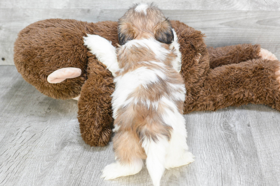 Happy Teddy Bear Baby