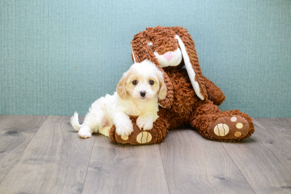 Cavachon Puppy for Adoption