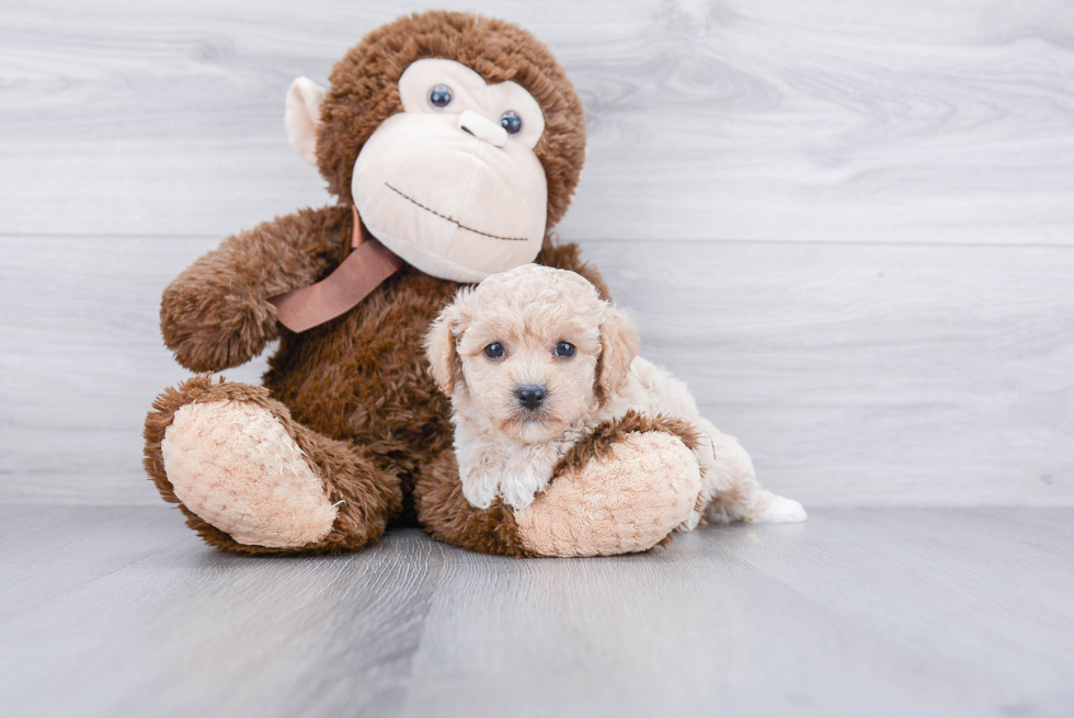 Best Maltipoo Baby